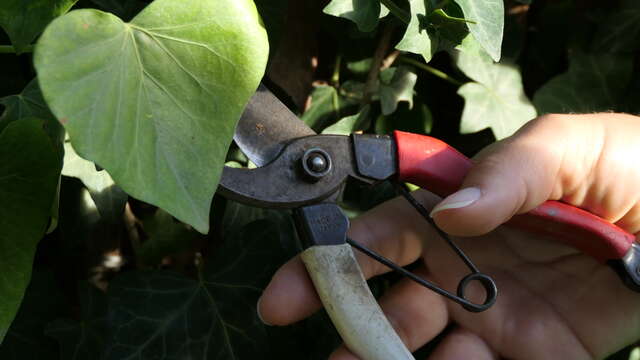 Formation  "La taille au jardin"