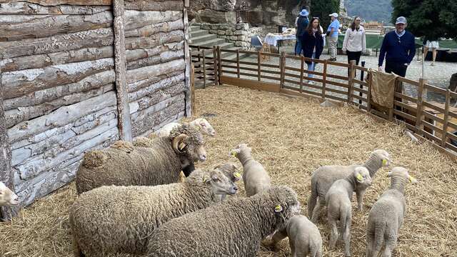 Pastoralisme d’aujourd’hui, du mouton à la laine