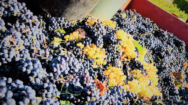 La Venise Provençale, cave viticole