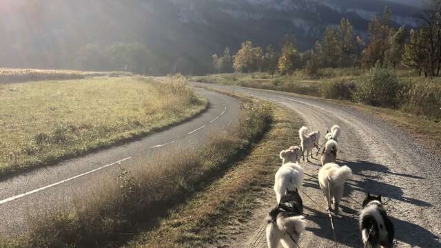 Cani-kart avec Au Cœur des Loups