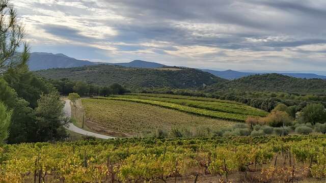 Balade vigneronne et dégustation - Mas des Maillets