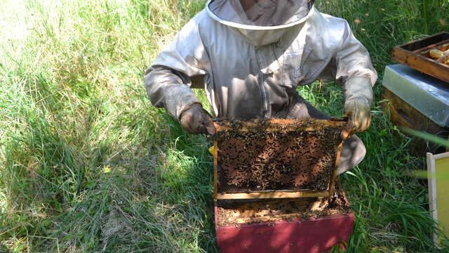 Visita al colmenar de L'Abeille de Ré