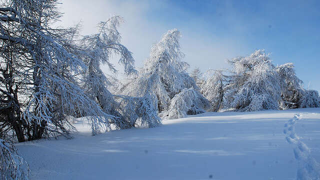 Sortie raquettes "Neige, nature et faune" circuit demi journée