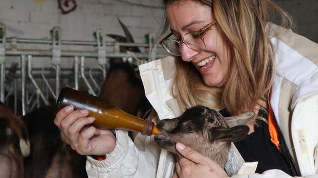 La tétée des chevreaux