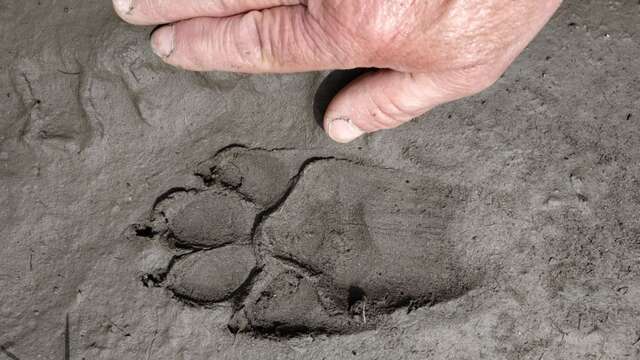 Quelle est cette empreinte ?