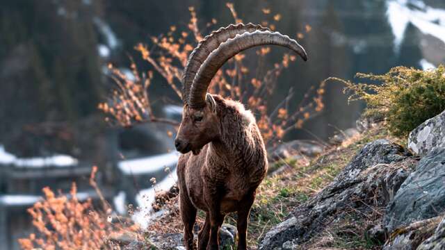 Die Tierwelt im Haut Val de Bagnes