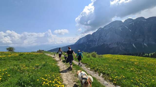 Balades avec les chiens de traineau