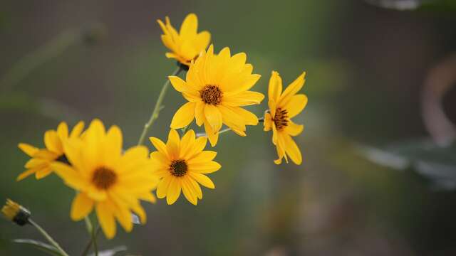 Ethnobotanical trail - edible plants
