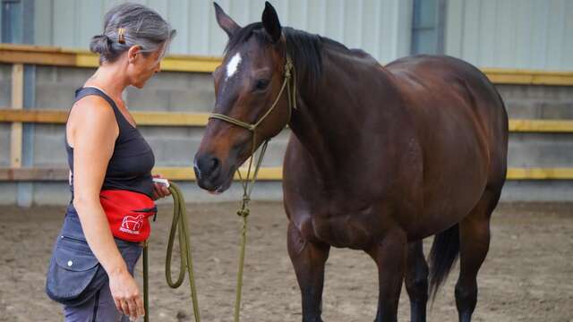 Initiation au clicker training avec le cheval