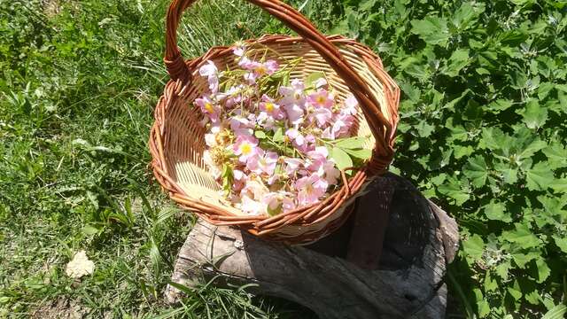 Connaissance des plantes et astuces hivernales