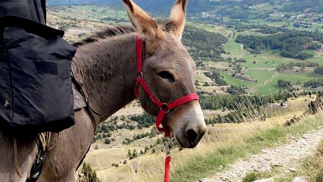 Rando nature au rythme des grandes oreilles - Les ânes de Milou