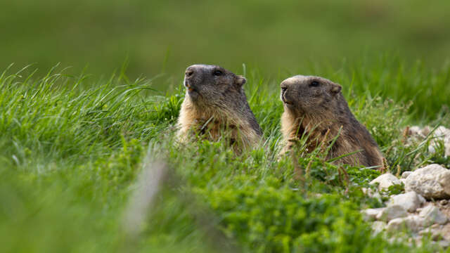 Marmottes et marmottons -  Bureau Montagne Briançon