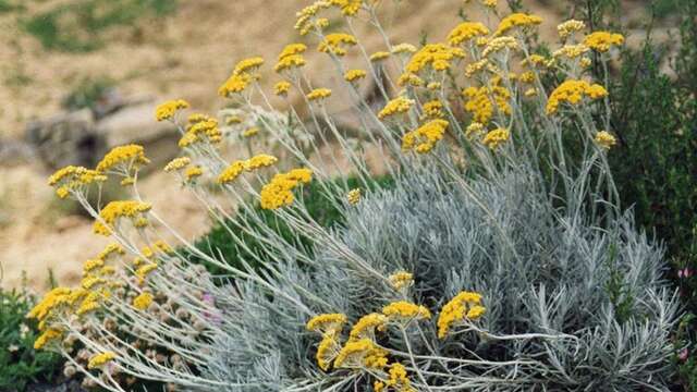 Balade botanique | Rendez-vous Un dimanche en Provence Verte & Verdon