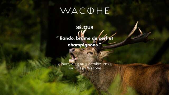 Séjour 'Rando, brâme du cerf et champignons' - Wacohe