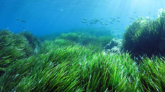 Carbone bleu en Méditerranée - L'Homme et la Mer