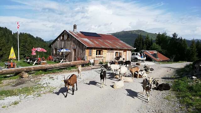 Meeting at the Mouille Ronde mountain pasture