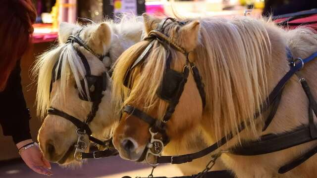 Ponyreiten im Stadtzentrum