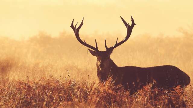 À l'écoute du brame du cerf