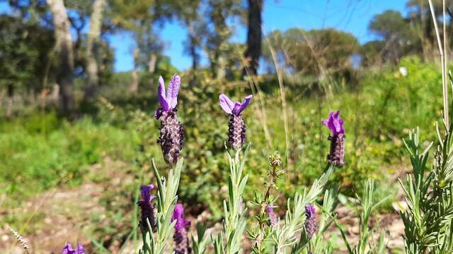 My wild herbarium" guided walk