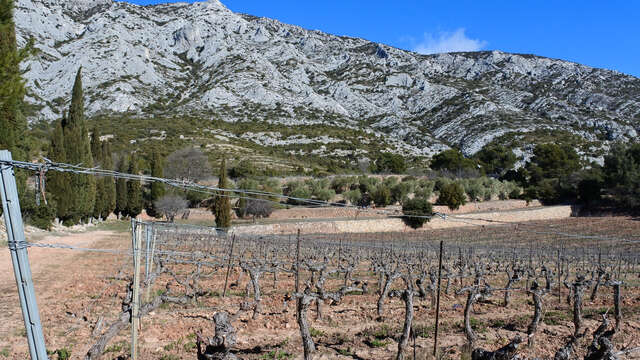 Le vignoble de Ste Victoire, sous l'oeil de Cézanne
