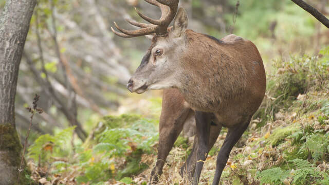 Affut brame du cerf