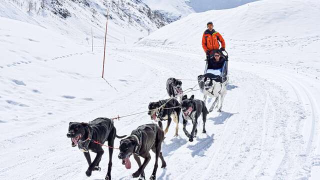 Dog Sled - Evolution 2