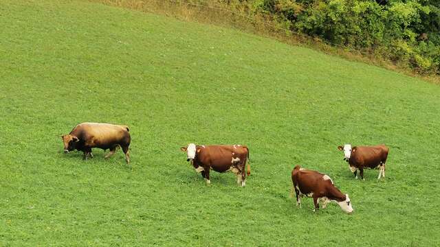 GAEC La Belle Aux Yeux Noirs