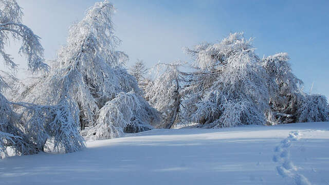 Sortie raquettes "Neige nature et faune" circuit petite journée