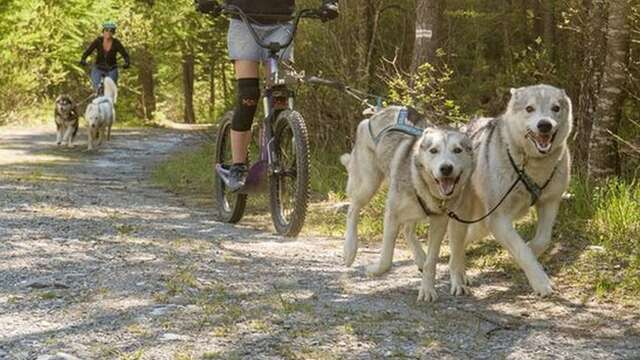 Des sensations en cani-trottinette