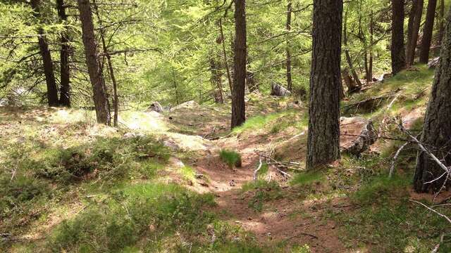 Dans la forêt de mélèzes !