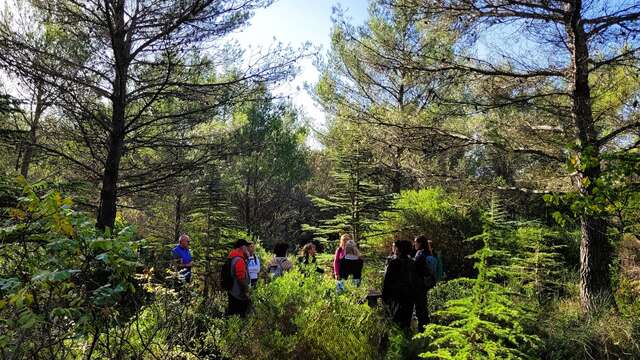 Immersive walk on Mont Faron