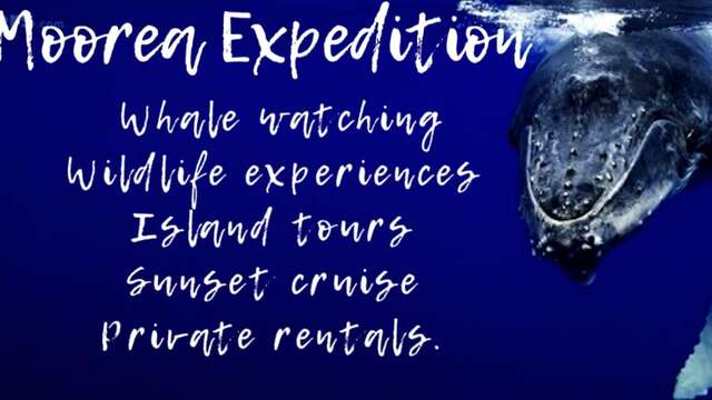 Moorea Expedition - Whale watching tours