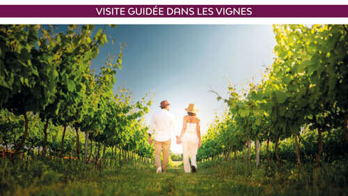 Immersion gourmande : Balade dans les vignes