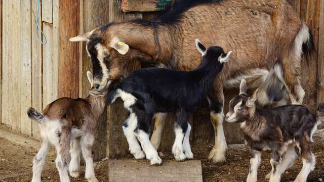 De ferme en ferme - Ferme Raconte moi une chèvre