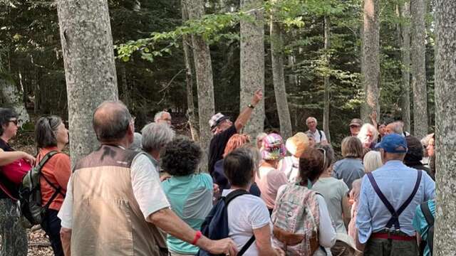Lectures sous l'arbre