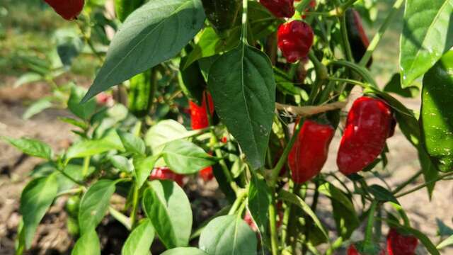 Ferme de la forêt - Piments de Bresse