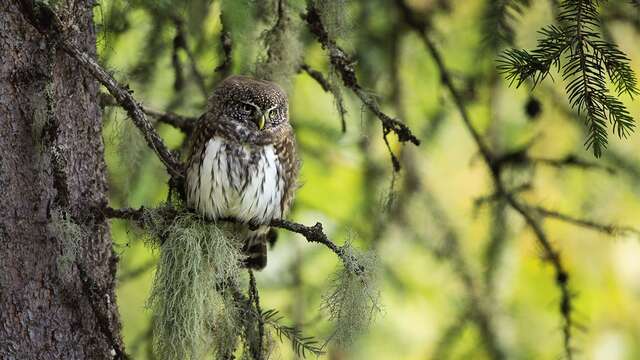 Premières Loges : film sensible sur les chouettes de montagnes, les pics et autres habitants des vieilles forêts