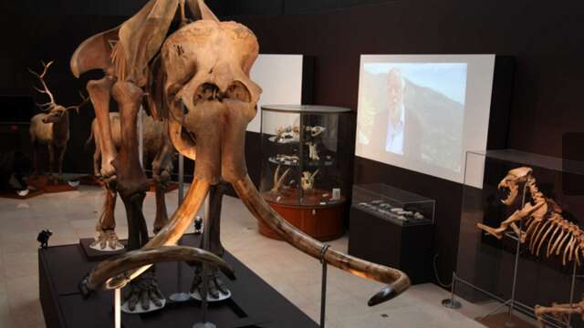 A la découverte de l'Archéologie au Musée d'Anthropologie Préhistorique - Monaco