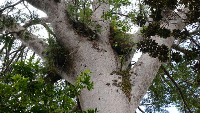GR® NC1 Stage n°6 : from the Tristaniopsis refuge to the Soleil mine