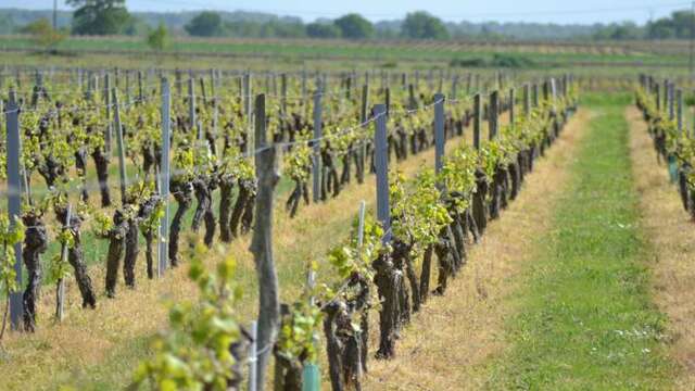 Domaine de la Belle Etoile