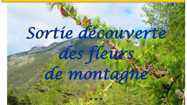 Sortie découverte des fleurs de montagne