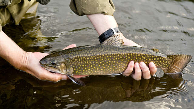 Pêche en rivière