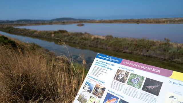 Sentier du littoral – Balade du Salin de Pesquiers aux Vieux Salins