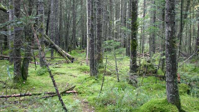 Les Oiseaux des Seiglières