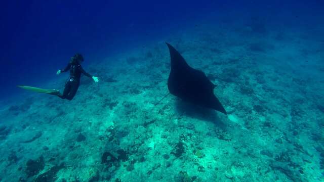 Journée apnée initiation & perfectionnement - Blue Caledonia Freediving