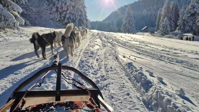 Balade en chiens de traineau avec Au cœur des loups
