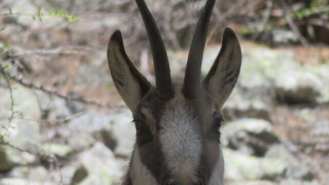 Animaux de la haut - Randô Alpes