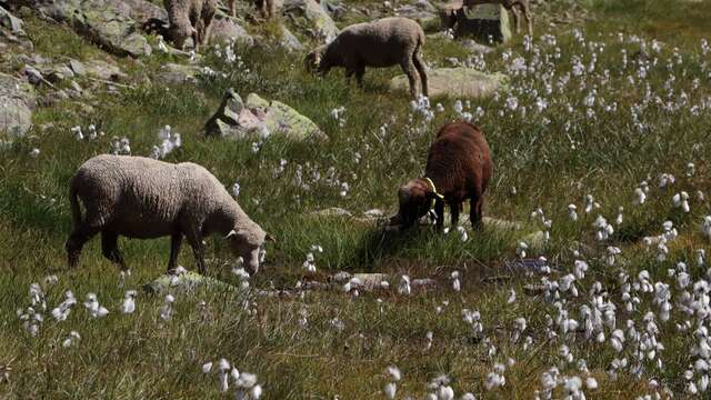 Rencontre avec le Parc national des Ecrins : pastoralisme et environnement