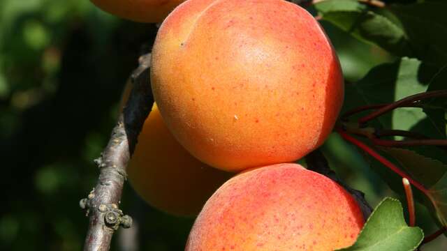 Voyage au cœur de l’abricot – Expérience Maison Gobert