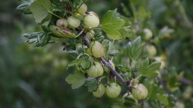 Au Millieu des fruits du Bugey